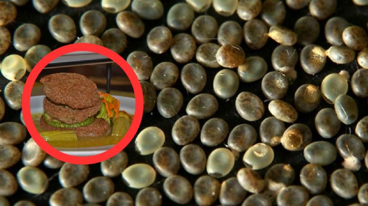 Conoce 'el caviar mexicano', un alimento que proviene de los huevos de insectos acuáticos
