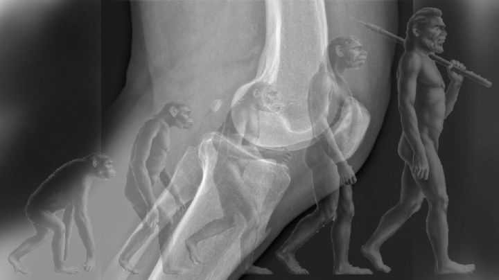 Un 'huesito' de la rodilla fue la diferencia para dejar de andar en cuatro patas y caminar erguidos