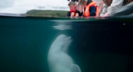 Ballena que sospechaban que trabajaba como espía rusa fue hallada muerta en aguas de Noruega