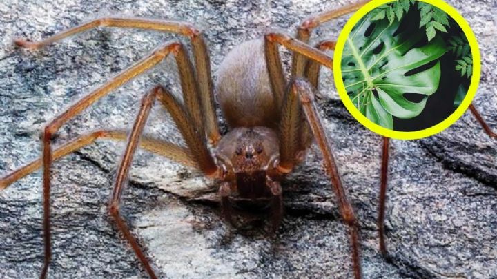 Experto revela si realmente hay plantas que sirven como repelente de arañas