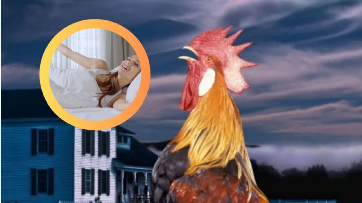 ¿Por qué los gallos cantan todas las mañanas?