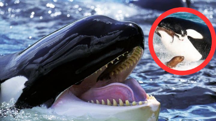 Ballenas asesinas: ¿por qué son llamadas de esta forma las orcas?