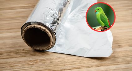 Así puedes correr a los pájaros de tu terraza; solo usando papel aluminio