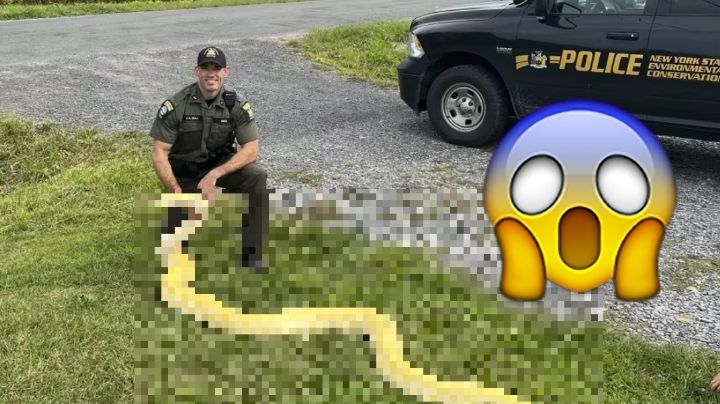 Confiscan pitón de 4 metros en apartamento de Nueva York; la tenían como mascota