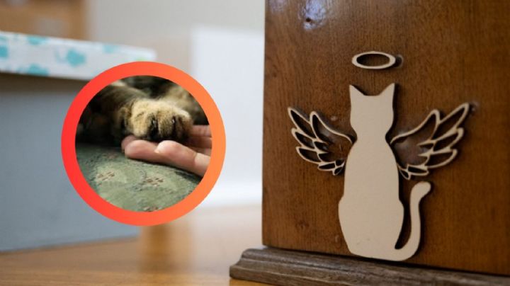 Este gato desafió a la muerte; regresa a casa tras ser 'cremado'