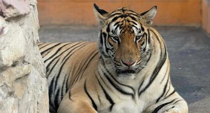 Tigre suelto en Reynosa ataca a dos cerditos en el Ejido Los Longoria