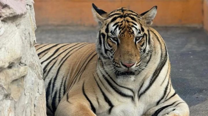 Tigre suelto en Reynosa ataca a dos cerditos en el Ejido Los Longoria