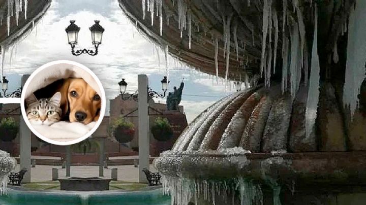 Frío ártico en los dos Laredos: así debes proteger a tus mascotas ante las temperaturas congelantes