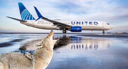 Chocan avión y coyote en plena pista de despegue