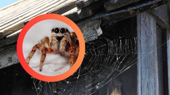 Las telarañas en tu casa tienen un mensaje que te podría interesar, ¿qué significan?