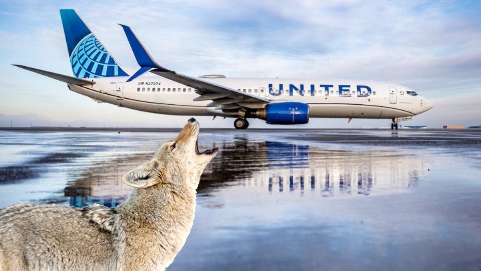 Se recrudece problema de las pistas de aviación y la vida silvestre