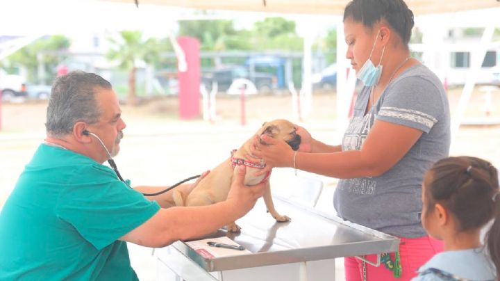 ¡Mascotas protegidas!: crean Dirección de Bienestar Animal en Nuevo Laredo