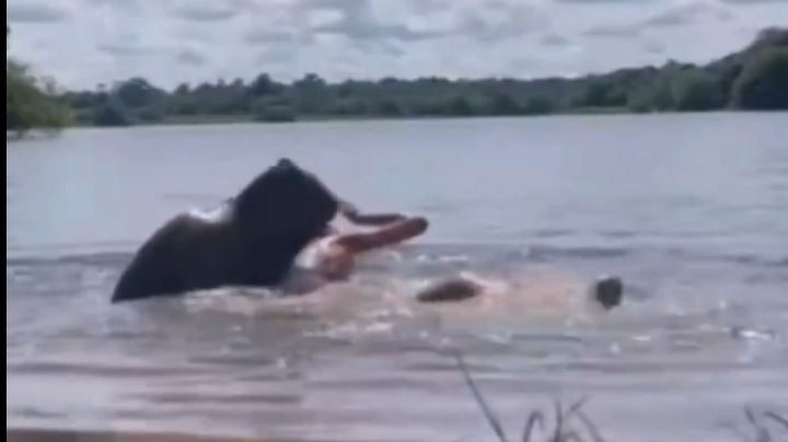 Capibara ataca a mujer; esto fue lo que pasó