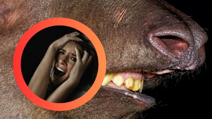 El frío del invierno atrae a estos animales a tu casa; ¿cómo evitarlos?