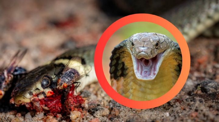 Estas serpientes simulan estar muertas para evitar ser capturadas y hasta 'sangran por la boca' | FOTOS