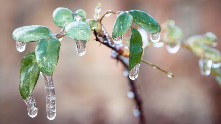 Así puedes recuperar una planta que se 'quemó' después de una helada; no todo está perdido