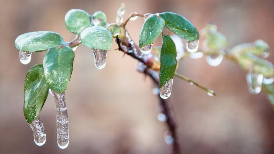 No caigas en pánico por tu planta 'quemada' por el frío.