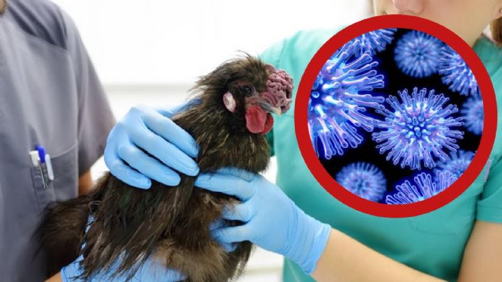 Influenza aviar H5N1: un peligro que acecha al mundo
