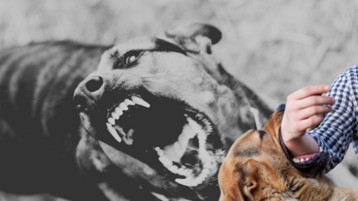 ¿Te amo...rdido un perro?, esto es lo que debes de hacer; la rabia puede ser mortal