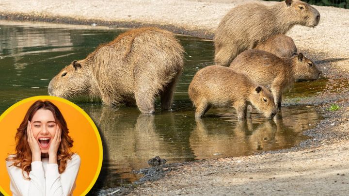 Capibaras en México: ¿dónde puedes ver a estos encantadores roedores y divertirte en familia?