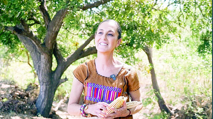 Claudia Sheinbaum va contra maíz transgénico