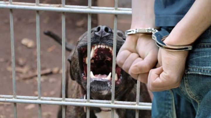 Hombre es arrestado por matar a dos perros a balazos en Laredo; atacaron a su mascota