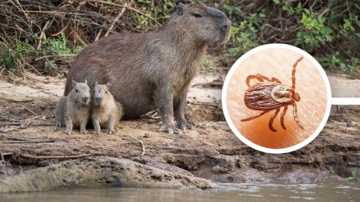 Capibaras: ¿qué enfermedades pueden transmitir a los humanos?