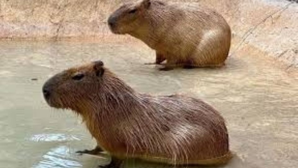 Sal y conoce a estos increíbles animales, los cuales convivirán sin problema con los más pequeños de la casa