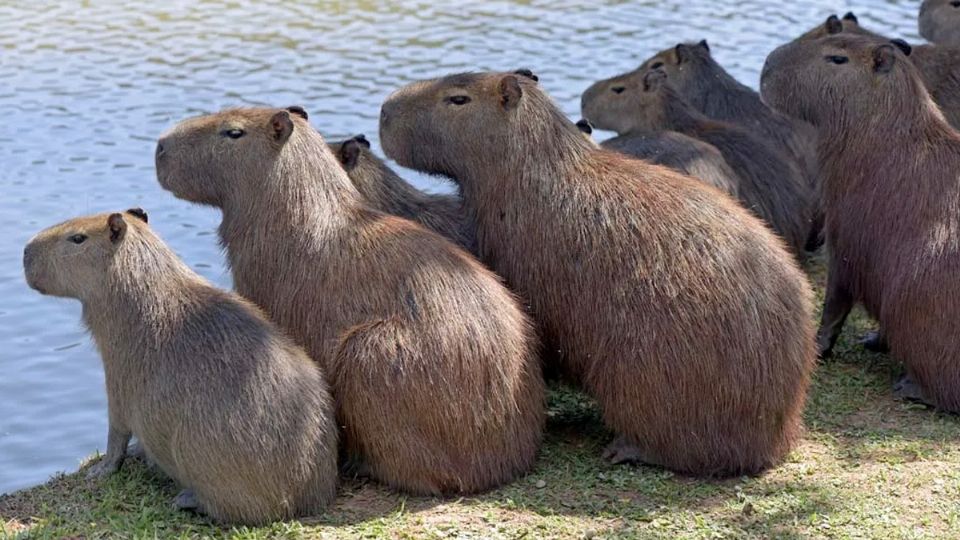 Los capibaras 'amigueros'