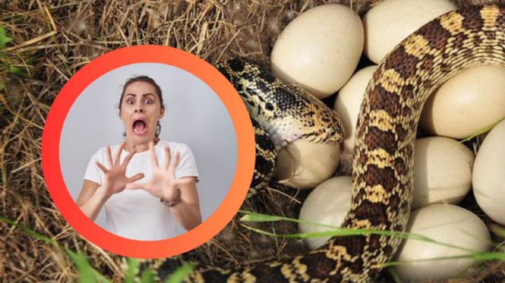 ¿Huevos de serpiente en tu casa?; así puedes identificarlos y saber qué hacer