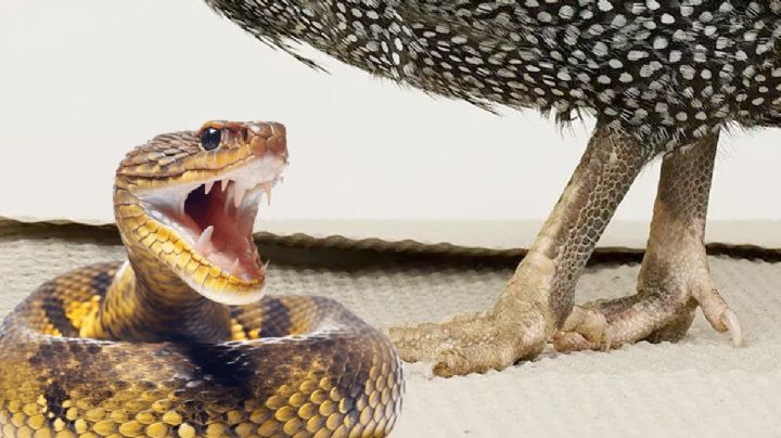 Este tipo de gallina acaba con cualquier plaga de víboras, ratas y hasta garrapatas en tu hogar