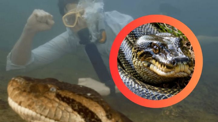 Captan una enorme anaconda de 8 metros en un río; hombre nadaba junto al reptil | VIDEO