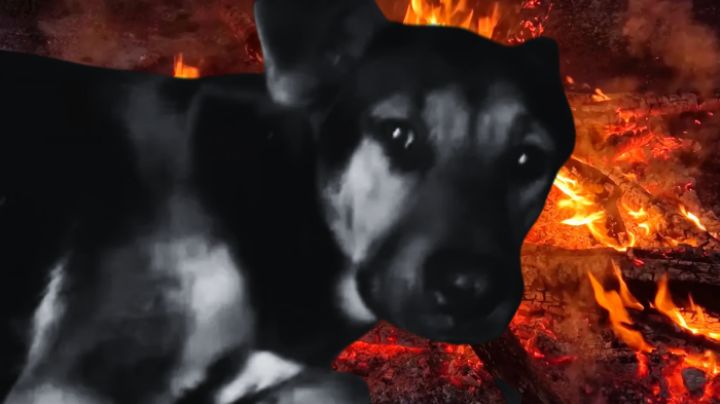 Crueldad animal: perrita callejera es arrojada viva a hoguera; una mujer trató de ayudarla