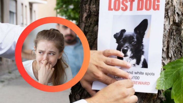 Estados Unidos: así estafan a dueños de mascotas perdidas; algunos pagaron hasta 2 mil dólares