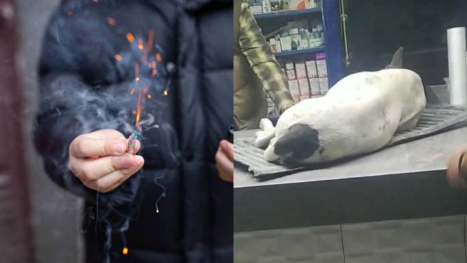 Niños truenan cuetes en hocico de perro y lo matan