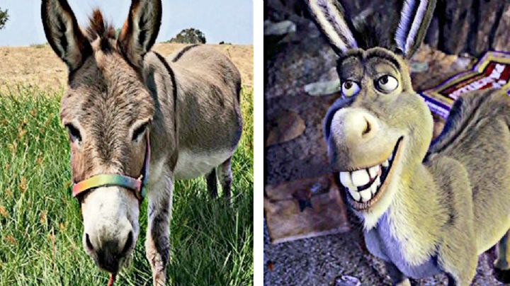 Fallece Perry, el asno que inspiró al personaje del burro de Shrek