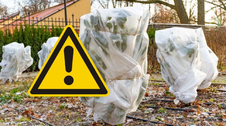 Helada en Nuevo Laredo: así puedes proteger tus plantas del frío en las próximas horas