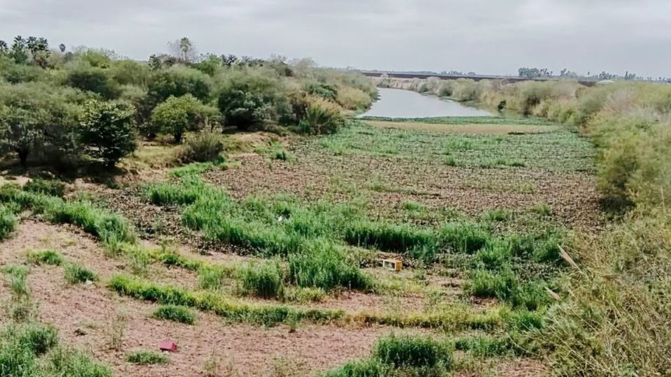 El lirio impide el paso natural de las aguas del Río Bravo.