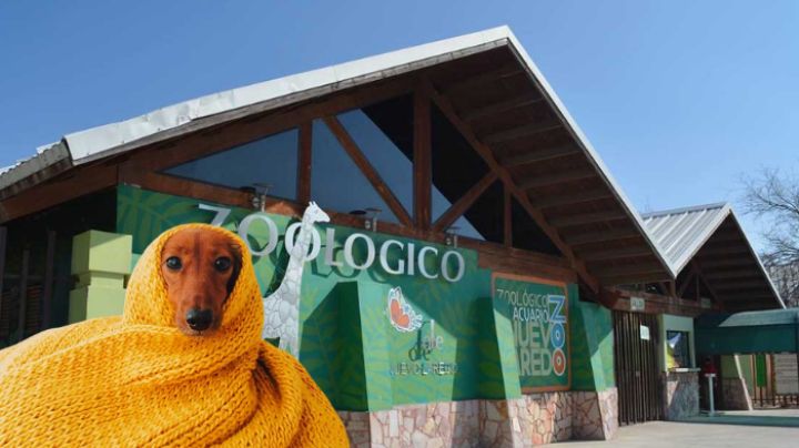 Protegen a animales del Zoológico de Nuevo Laredo por bajas temperaturas