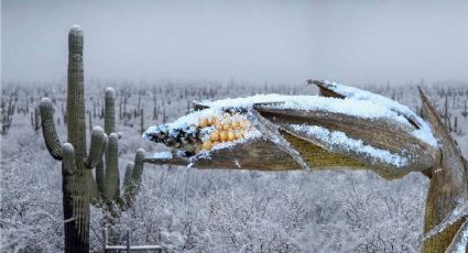 Frente Frío 21: nieve y aguanieve cubrirán estos estados de México; hasta -15 grados