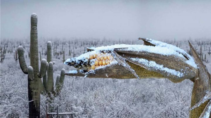 Frente Frío 21: nieve y aguanieve cubrirán estos estados de México; hasta -15 grados