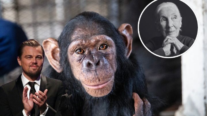 Fallece Jane Goodall, investigadora de la 'vida salvaje'; Leonardo DiCaprio la admiraba por esta razón