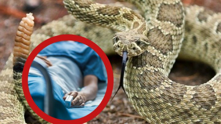 Nuevo León en alerta por mordedura de víbora de cascabel; esto le puede hacer su veneno a tu cuerpo