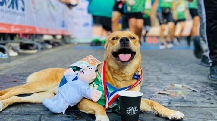 Muere 'El Chicles', el perrito maratonista de Tijuana; autoridades investigan una agresión en su contra