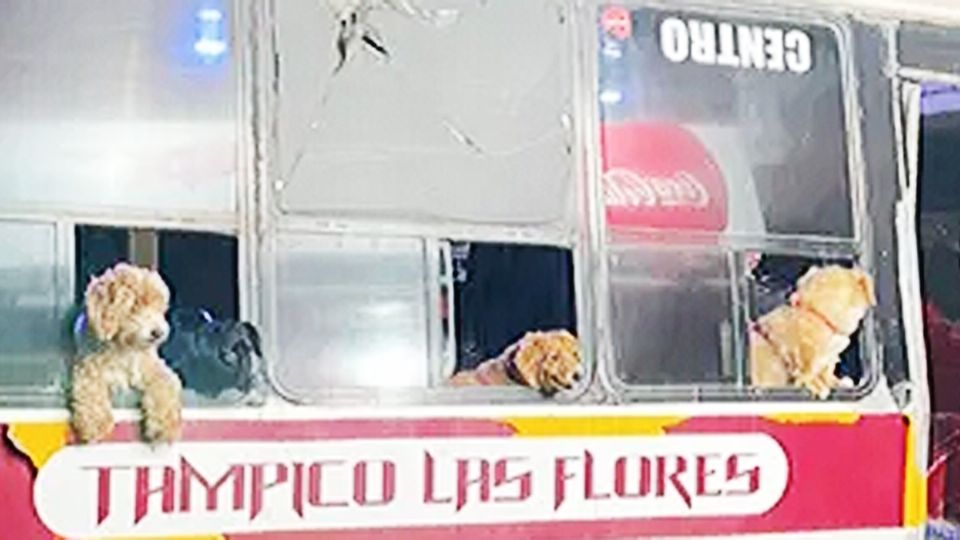 El perribús de Tampico
