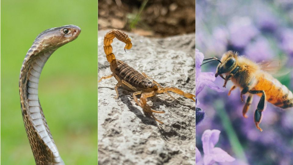 ¿Qué especie es la más letal en México?, esto dice la UNAM