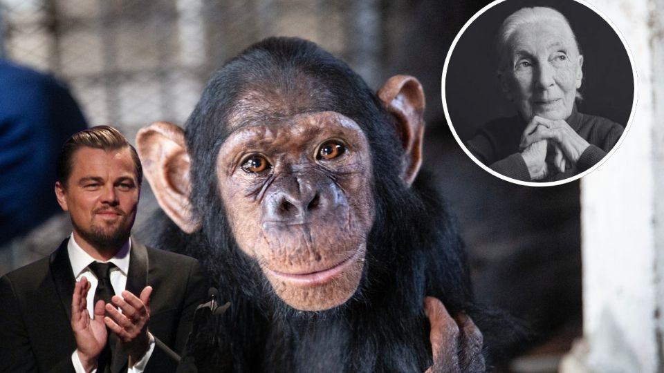 Jane Goodall: el legado de la mujer que revolucionó el estudio de chimpancés