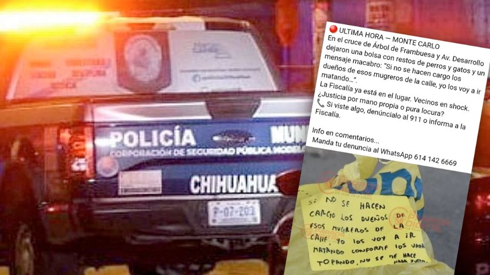 Alarma por el hallazgo de los michis embolsados