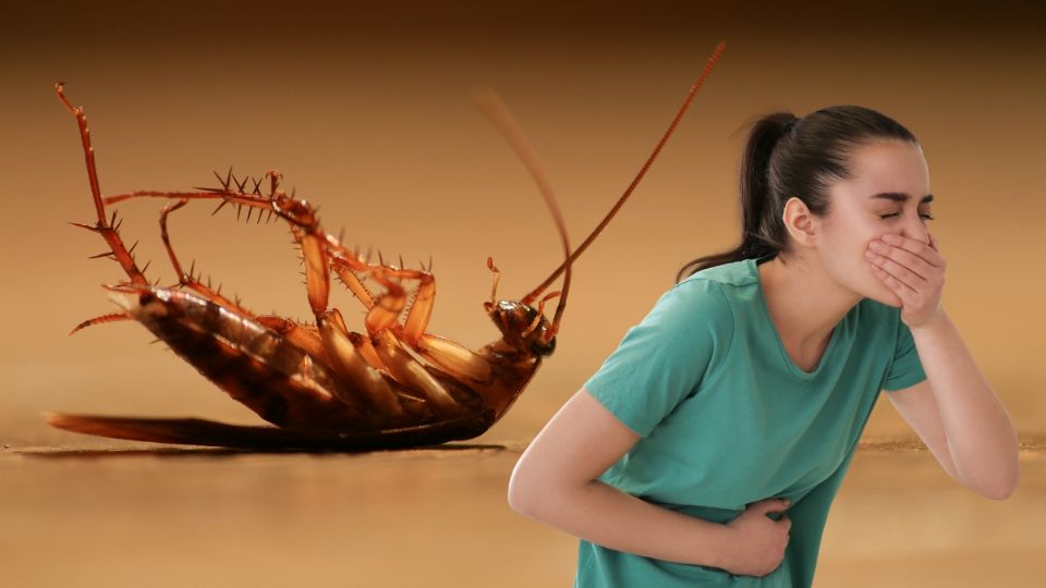 ¿Cómo mantener las cucarachas lejos del hogar?