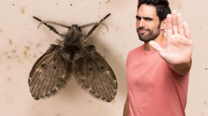 Olvídate de las moscas de humedad en tu baño con estos repelentes naturales que puedes hacer en casa